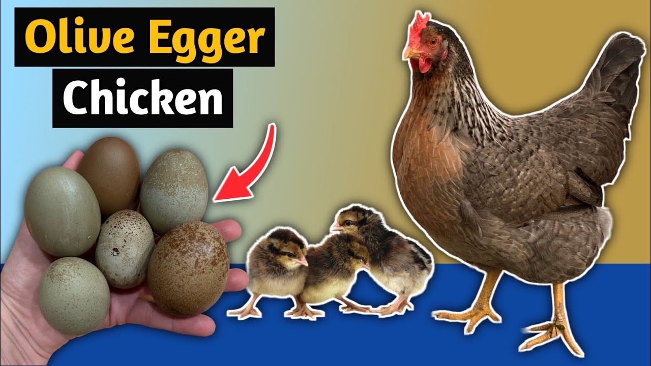 Olive Egger Chicken Breed😍| Colorful Egg laying Chicken | Backyard Chicken Breed | Chicken Farming