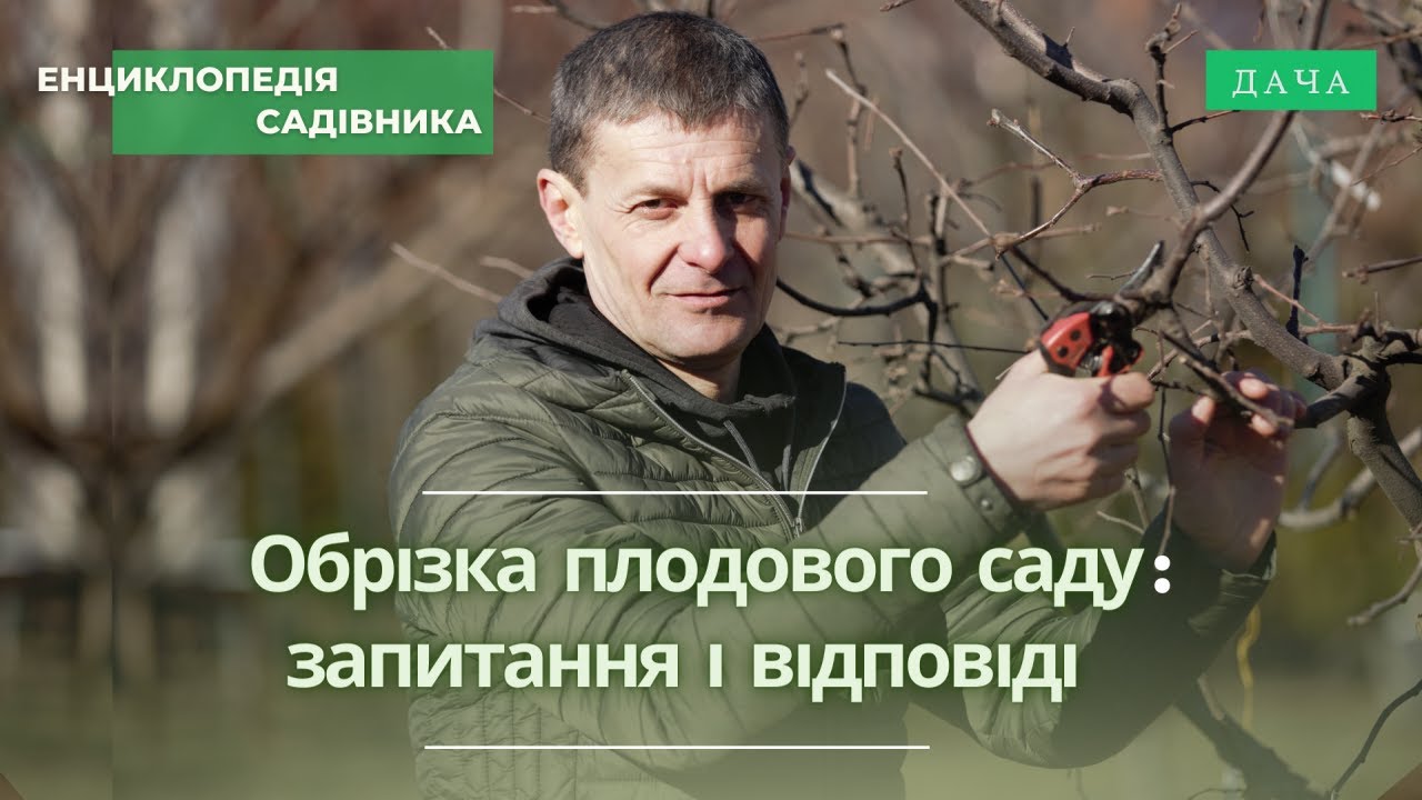 Обрізка Плодового Саду. Відповіді На Питання. Частина 3. Як Вибрати Саджанець?