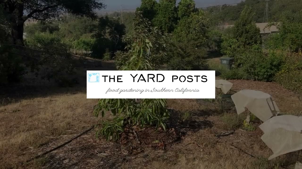 Managing alternate bearing in avocado trees