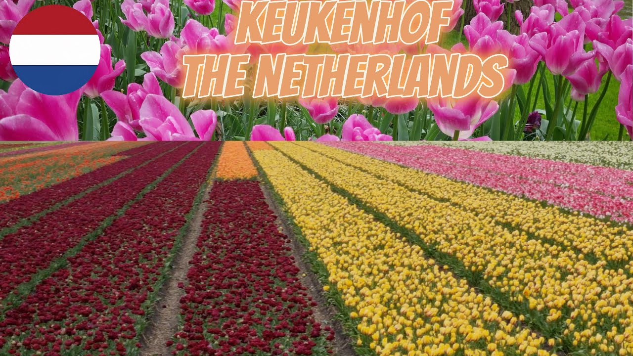Walking Together at Tulip Farm with Ambient Music Keukenhof in Netherlands チューリップ農園で一Tulpenfarm