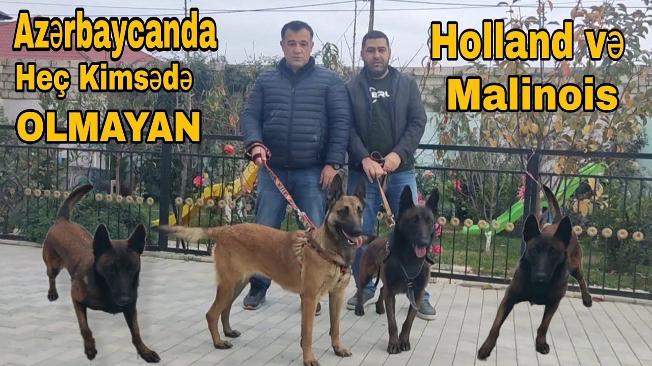 Azərbaycandə hek kimdəsə olmayan Holland və Malinois. Hətəmov Anar #mubarizemintv #malinois #it