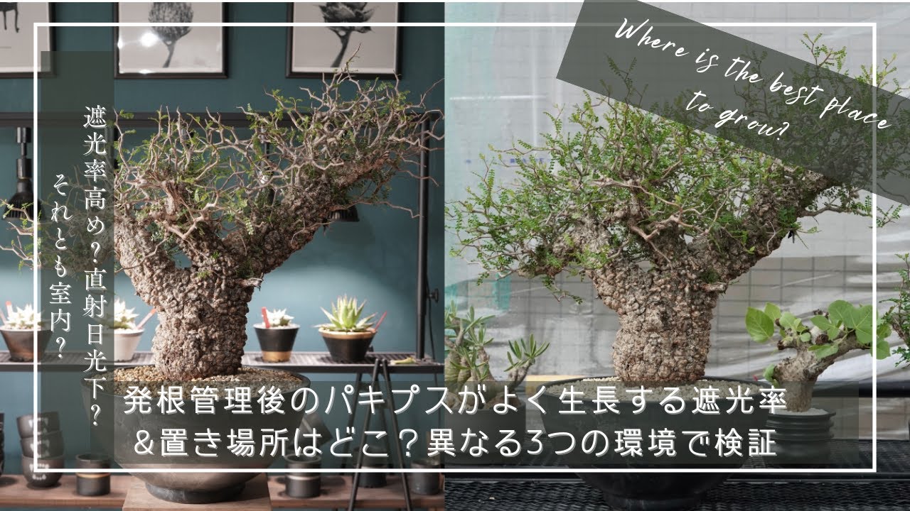 発根管理後のパキプスがよく生長する遮光率&置き場所はどこ？異なる3つの環境で検証