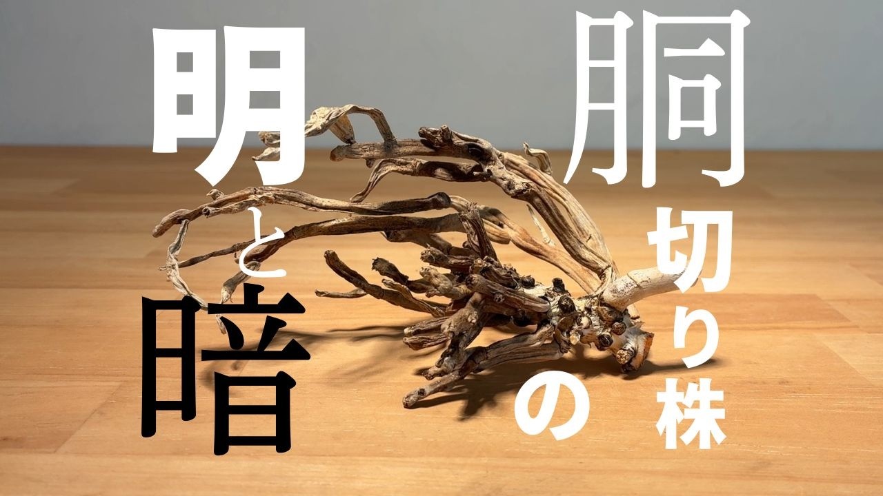 【贈答用胡蝶蘭育ててみた】vol.34　どうぎりからはんとしご