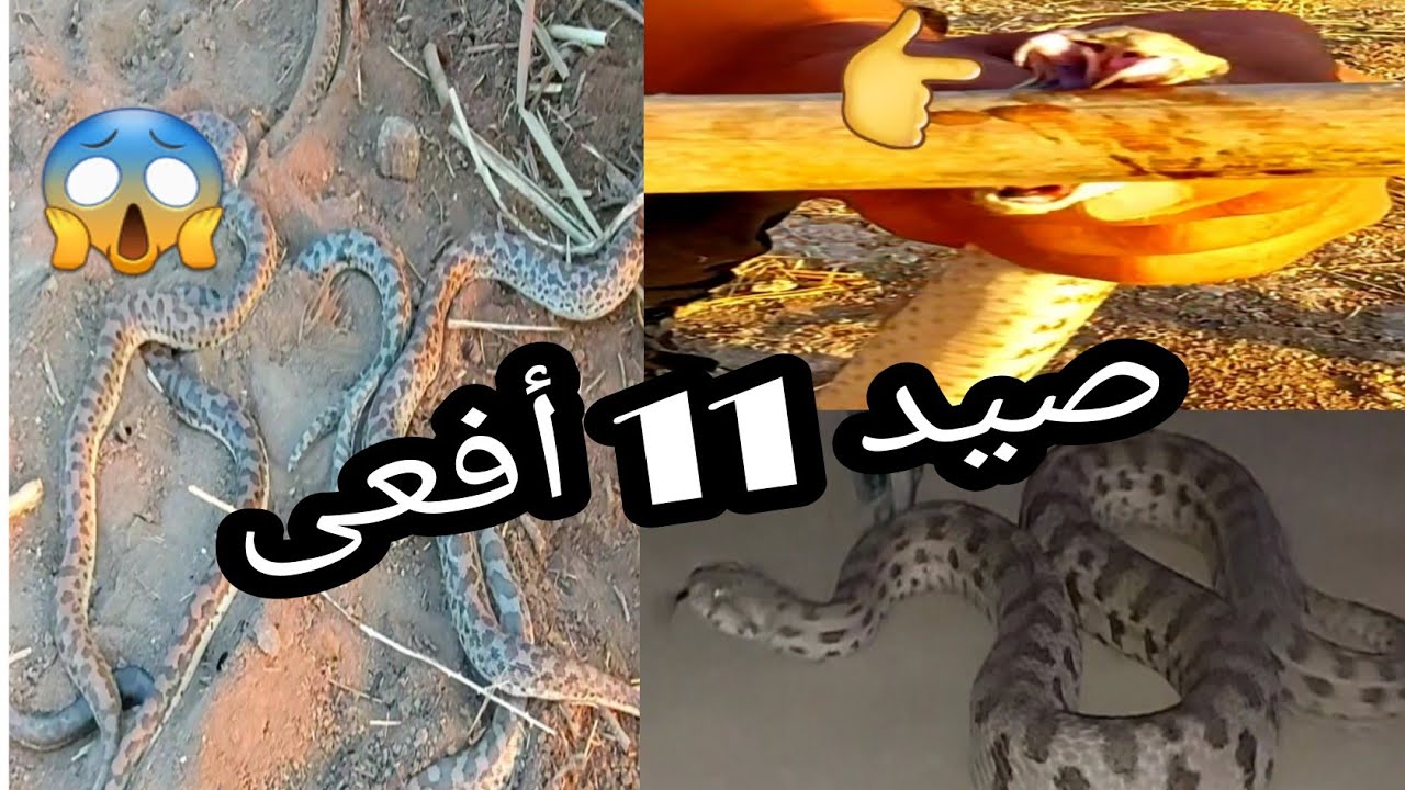 مغامرة البحث عن الافاعي السامه (الجزء الثاني)