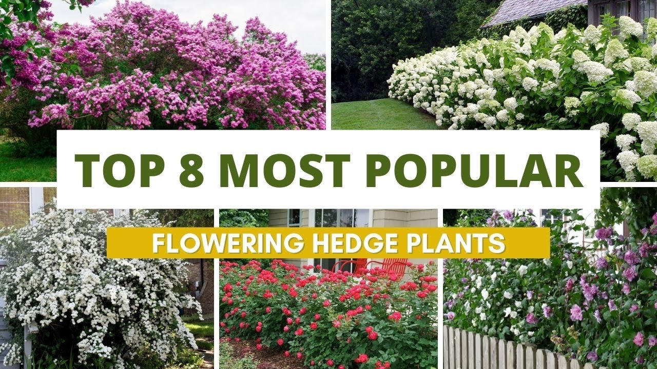 8 самых популярных цветущих растений для живой изгороди 🌺🌹🌸