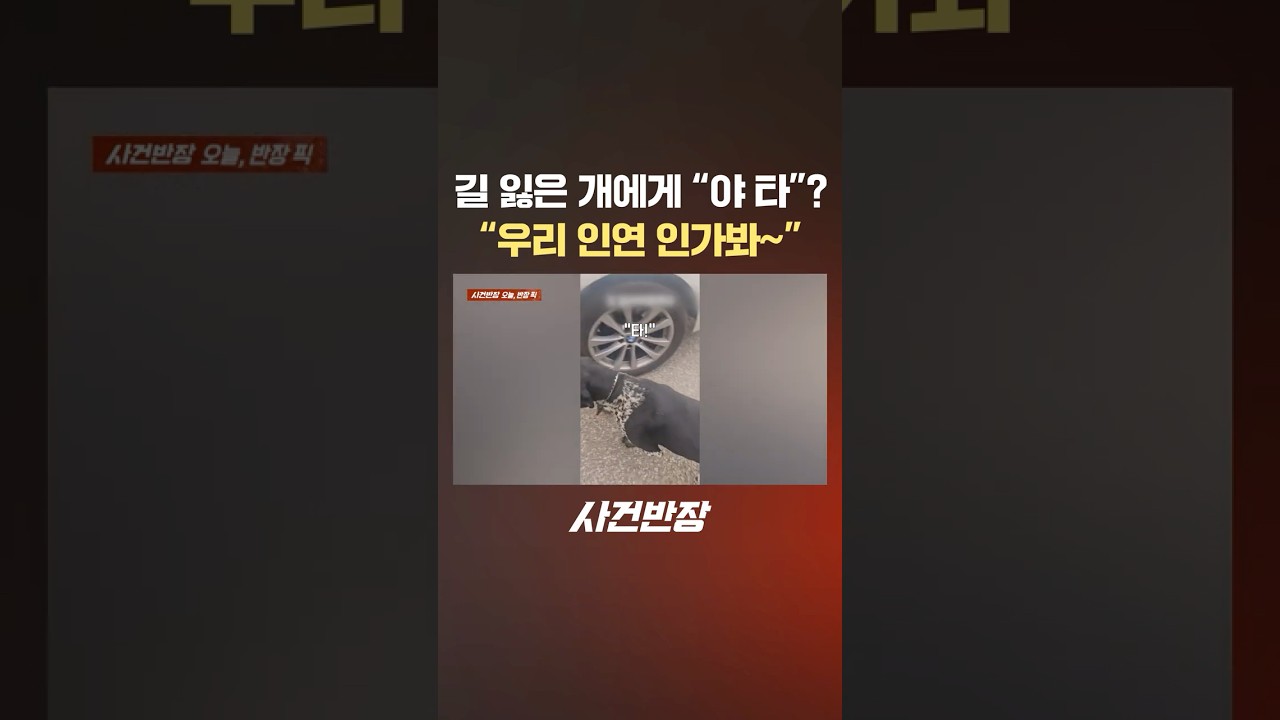 길 잃은 개에게 