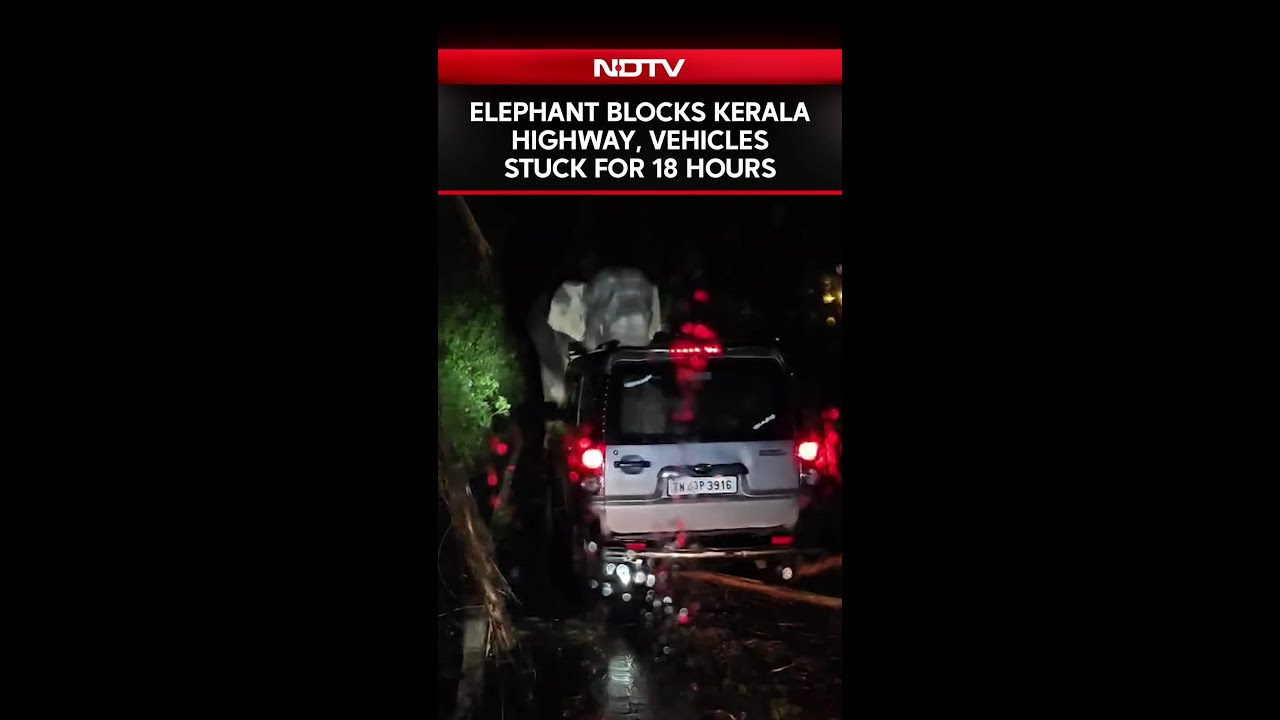 Wild Elephant Blocks Kerala Highway, Vehicles Stuck For 18 Hours