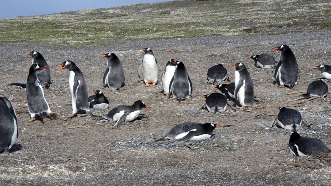 Ushuaia #4 | Avistaje de ping&uuml;inos (parte 2)