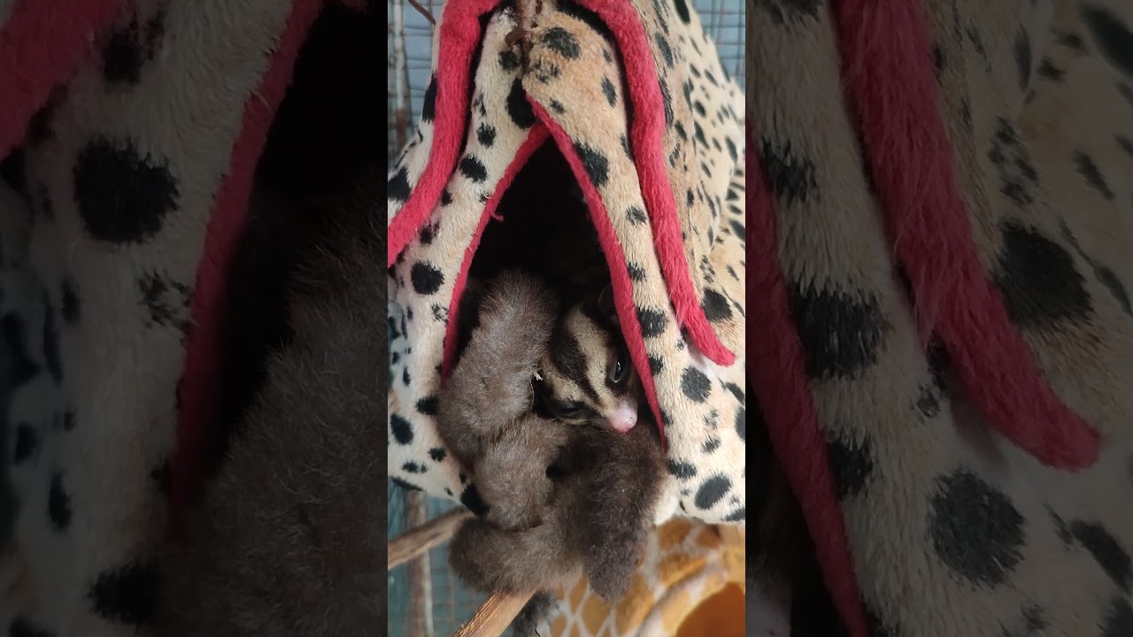 Sugar Glider Classic Grey