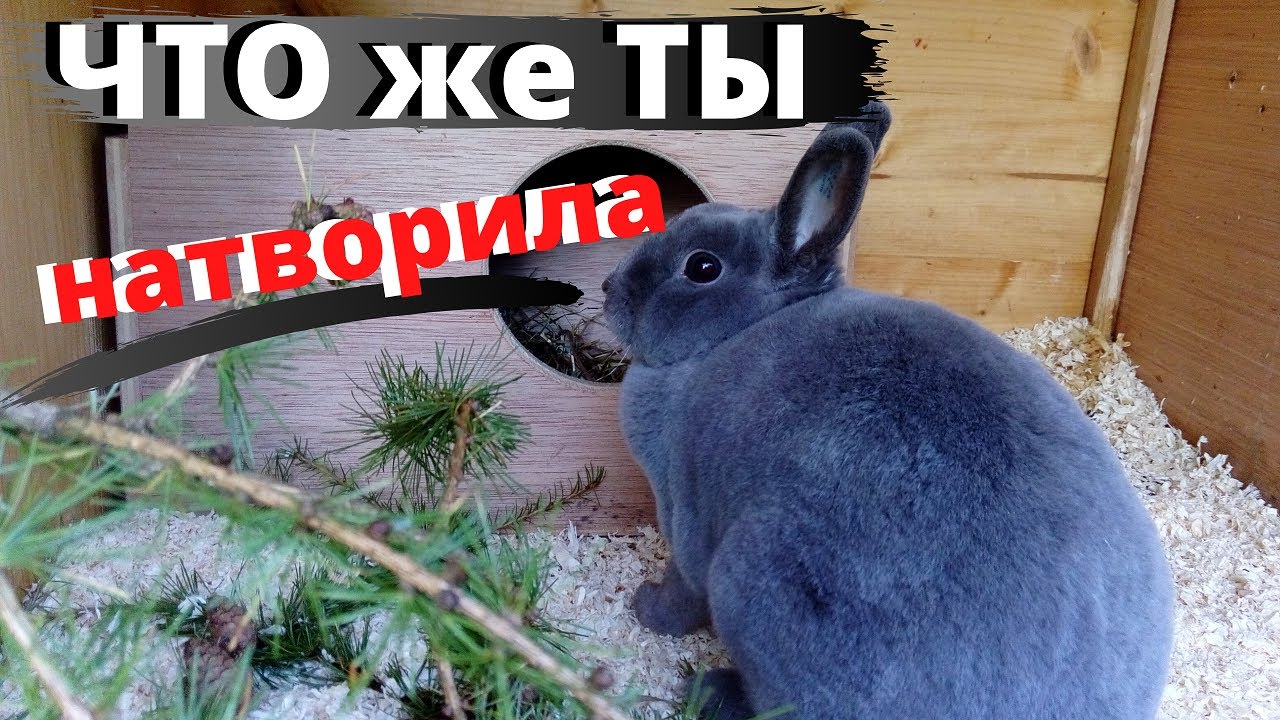 Кролики устроили мне бессонную ночь!