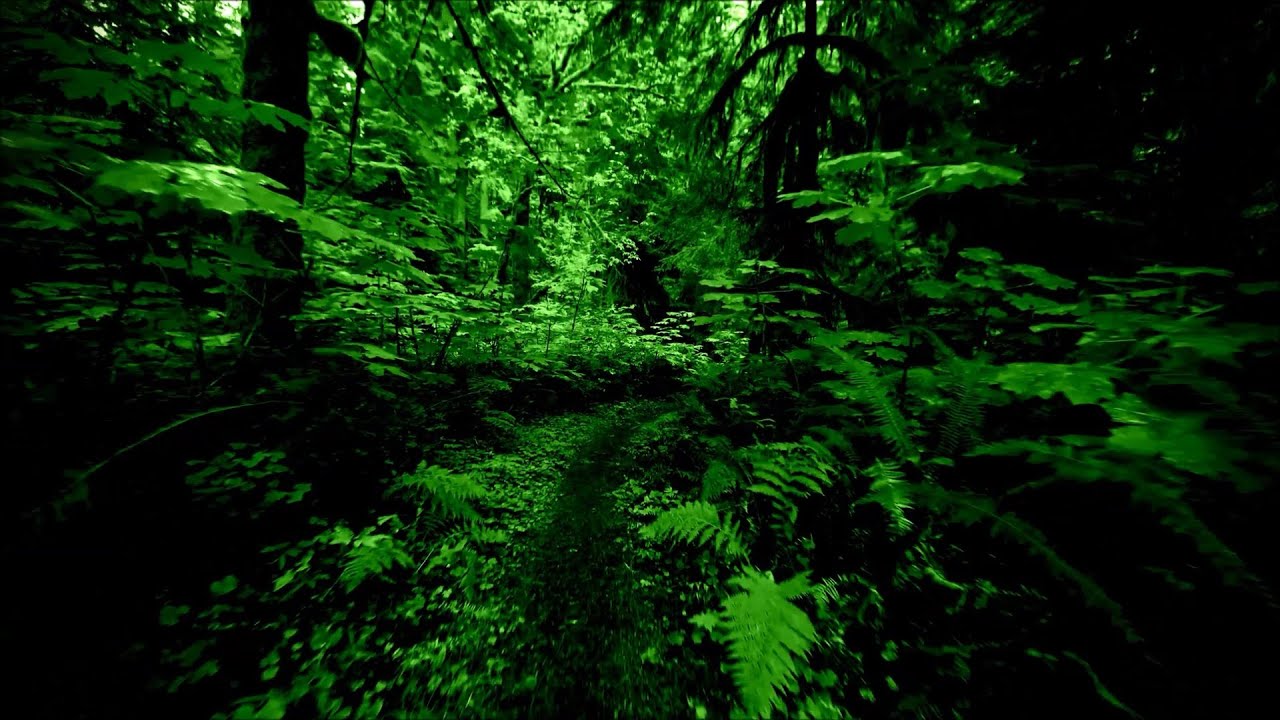 Лечение - Лес 🌳 – Видео с текстами песен