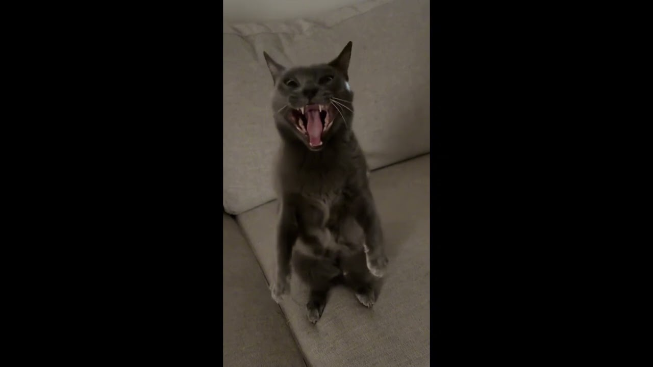 Funny Animals😂