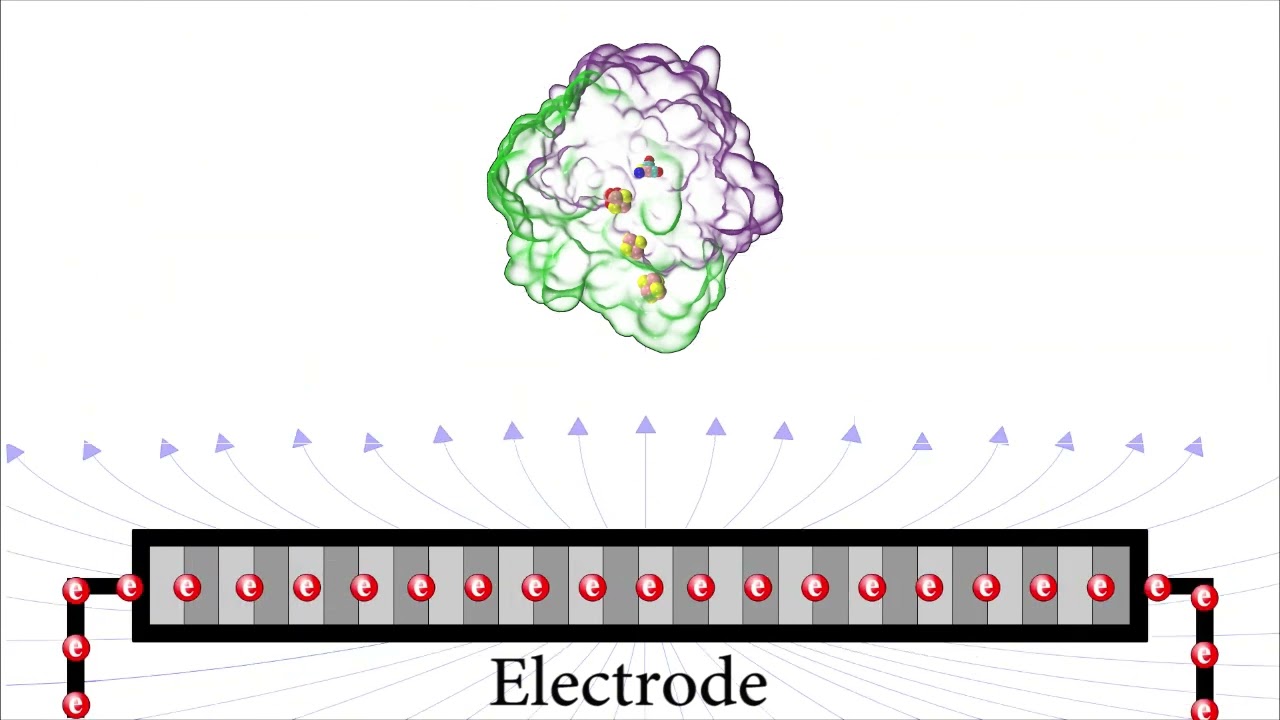 Modeling of the Electrostatic Interaction of [NiFe] Hydrogenases on a Planar Electrode