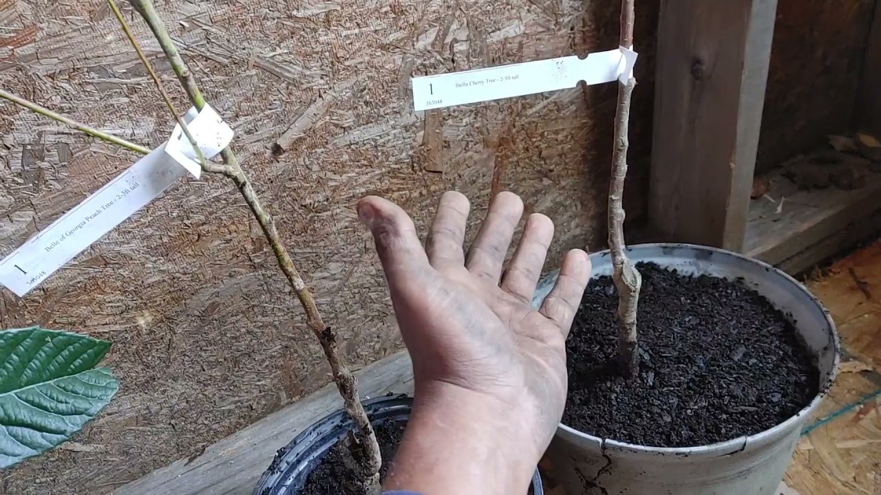How to: Plant bare-root fruit trees