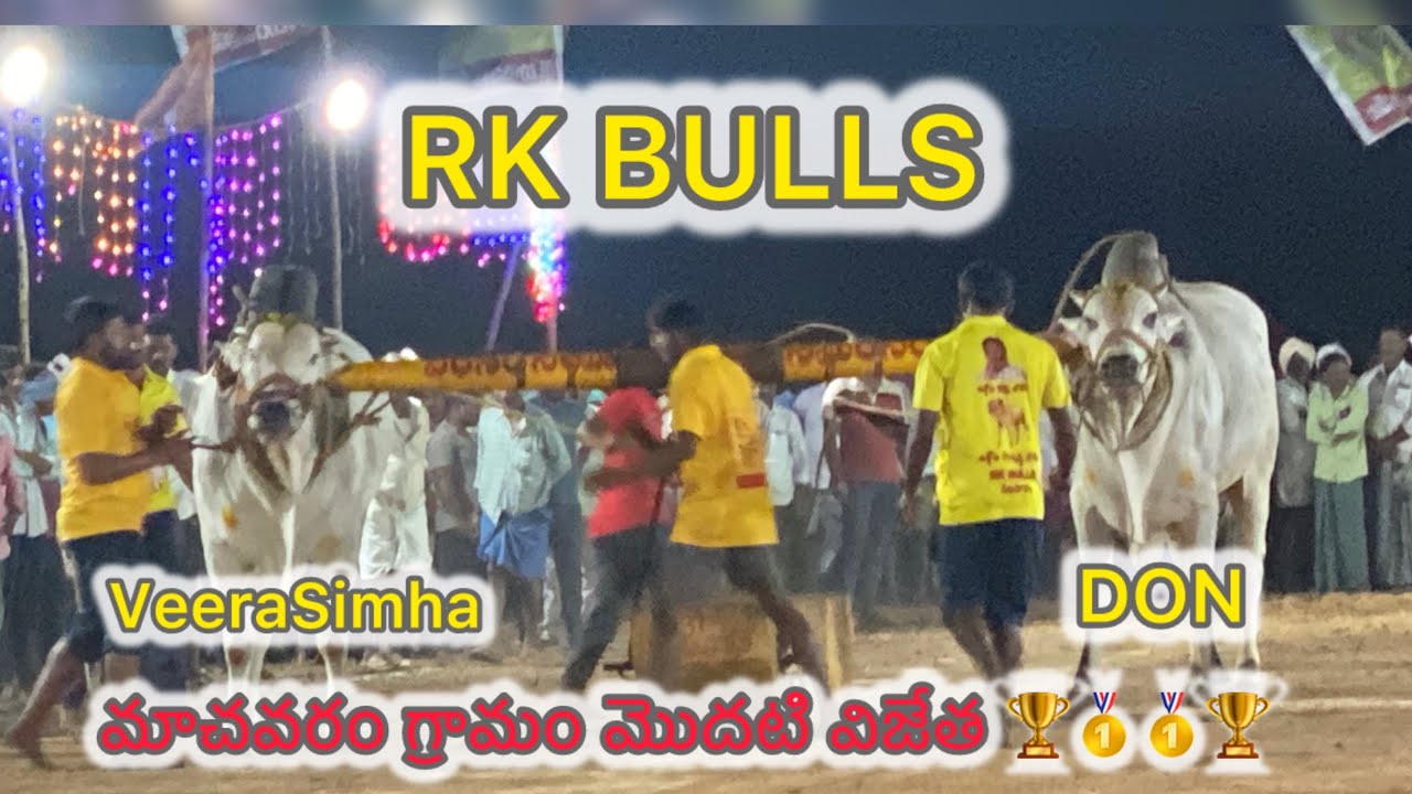 మాచవరం గ్రామం సబ్ జూనియర్ విభాగం మొదటి విజేత RK BULLS  🏆🥇🥇🏆 డాన్ 💥నరసింహ 💥