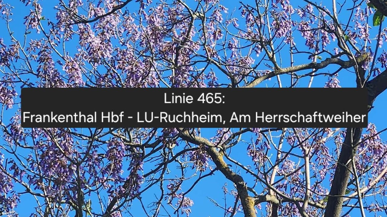 Linie 465: Frankenthal Hbf - Ruchheim, Am Herrschaftsweiher (&uuml;ber, Eppstein)