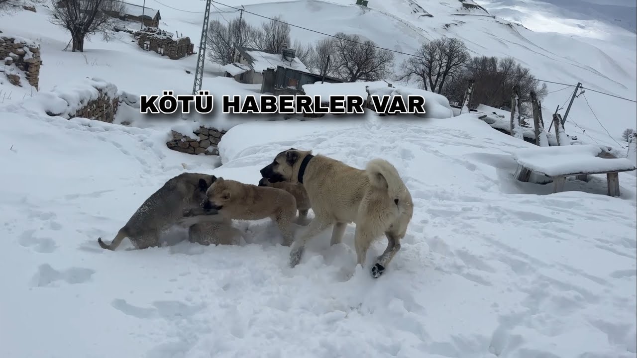 AYIRMADIM NE YAPACAKLAR DİYE BEKLEDİM BUNLAR FELAKETLER 