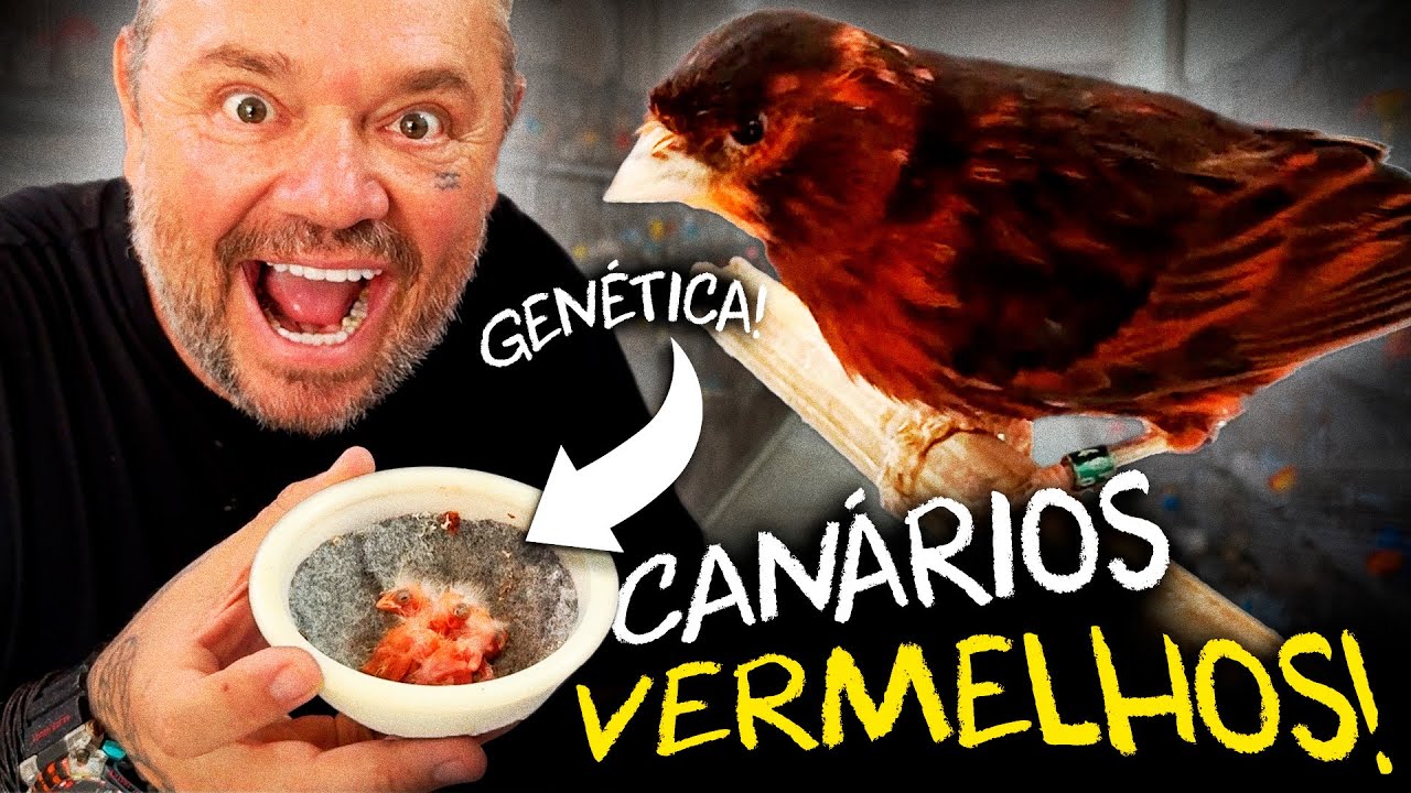 A ARTE DE CRIAR CANÁRIOS: SEGREDOS DA GENÉTICA VERMELHA!