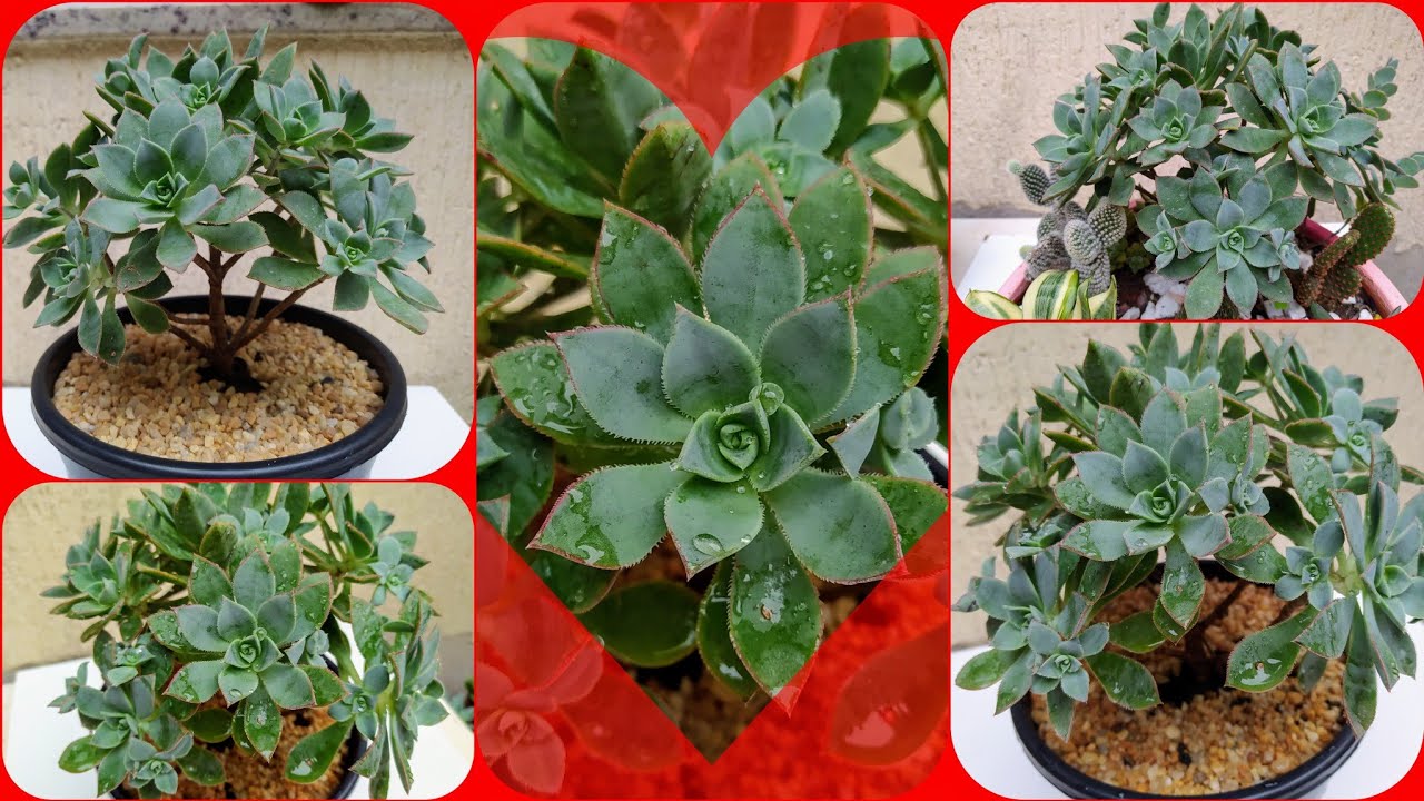 Suculenta Aeonim Haworthii:/ Com Dicas de Replante e Cultivo...