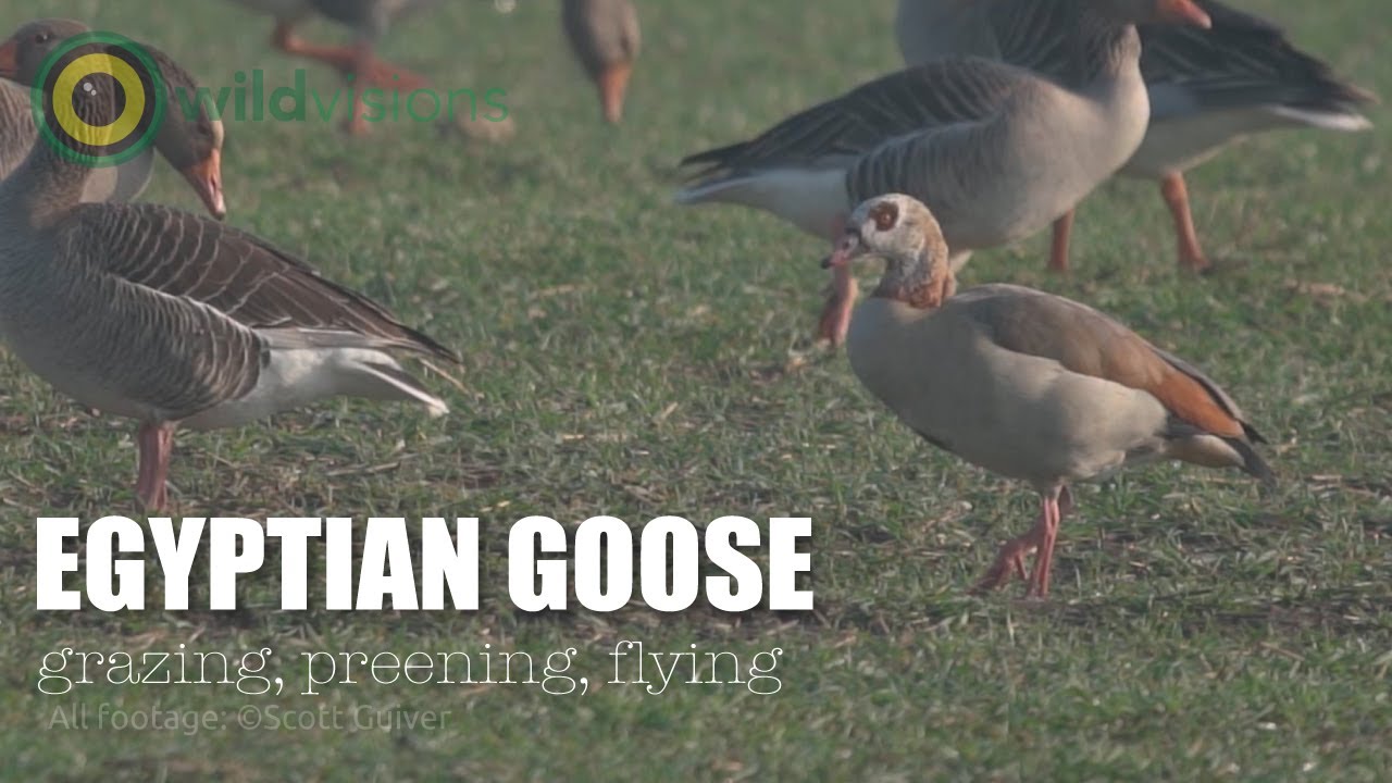 Egyptian Goose - Alopochen aegyptiaca - grazing | flying