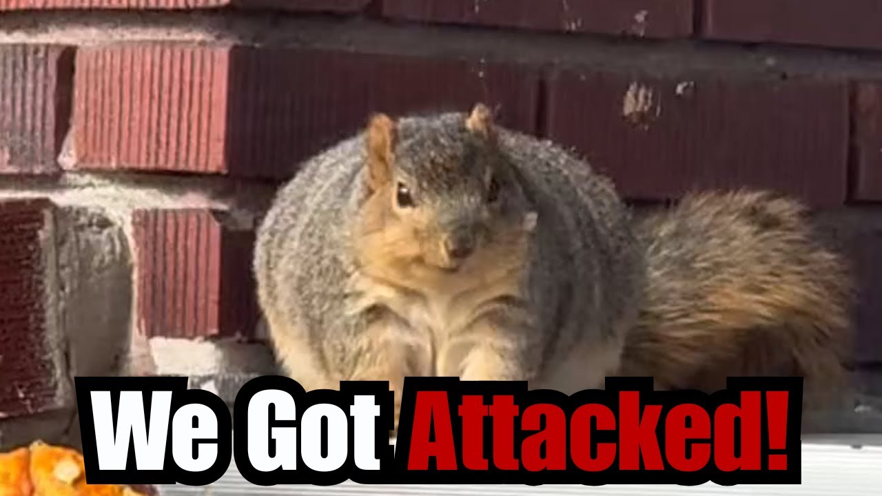 I Got Jumped by a Squirrel! (Storytime)