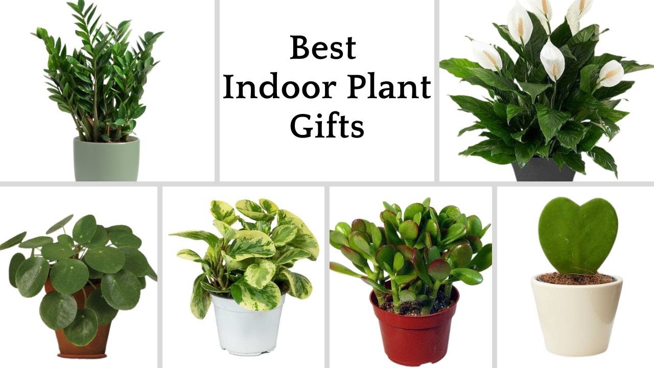 12 Best Houseplants Gifts | Indoor Plant Gifts for Every Occasion | Beautiful Houseplants