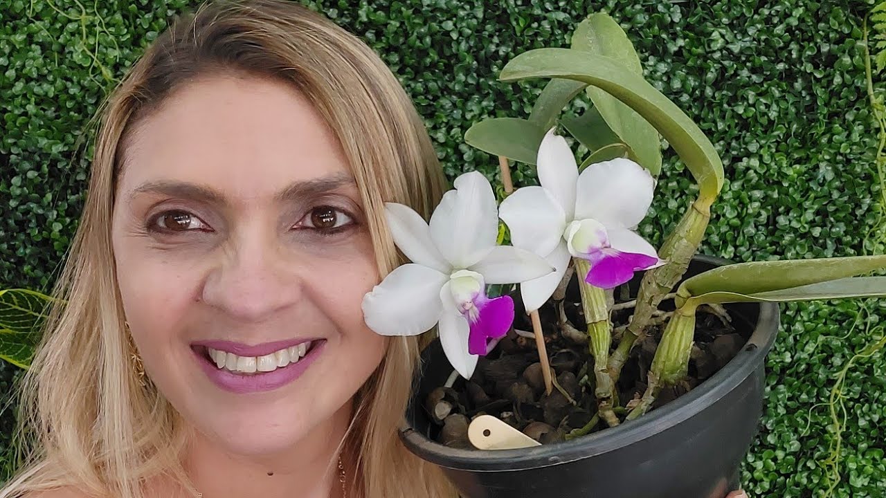 Festival de Orquídeas e Suculentas de Sorocaba no Castelo Cultural