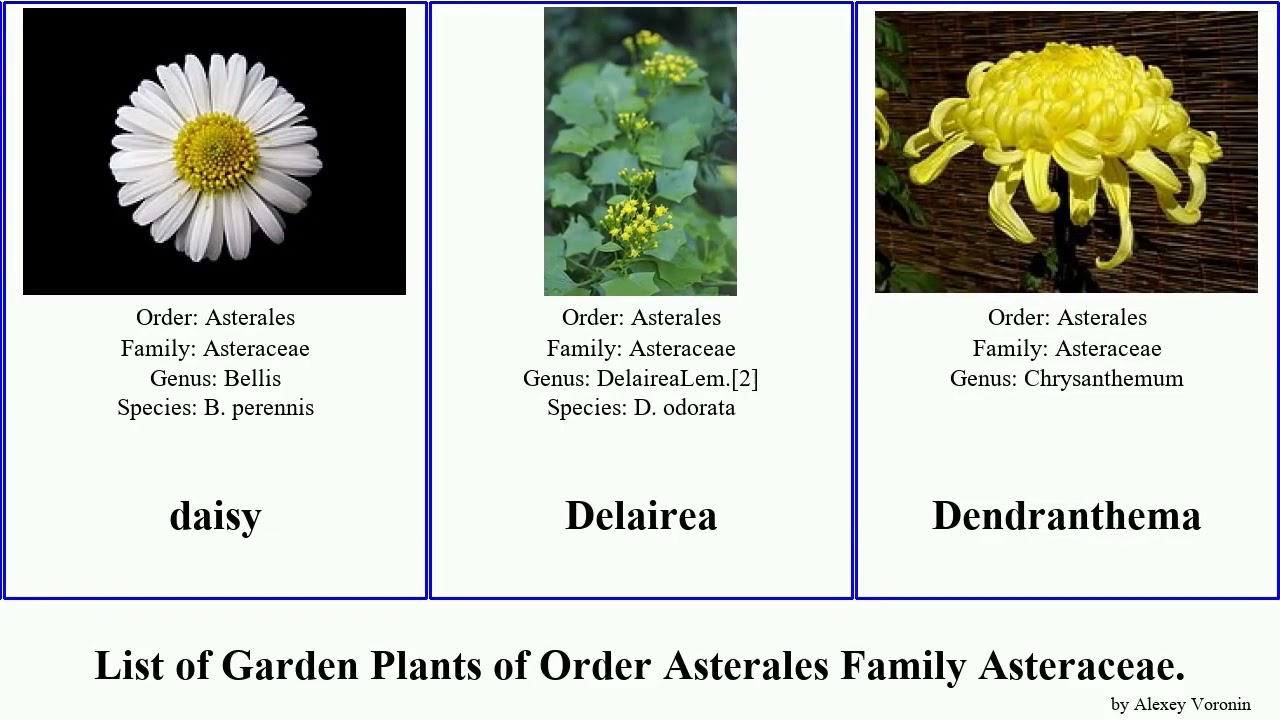 Garden Plants of Order Asterales Family Asteraceae Вaisy Bellis Carlina Chamaemelum Chrysanthemum