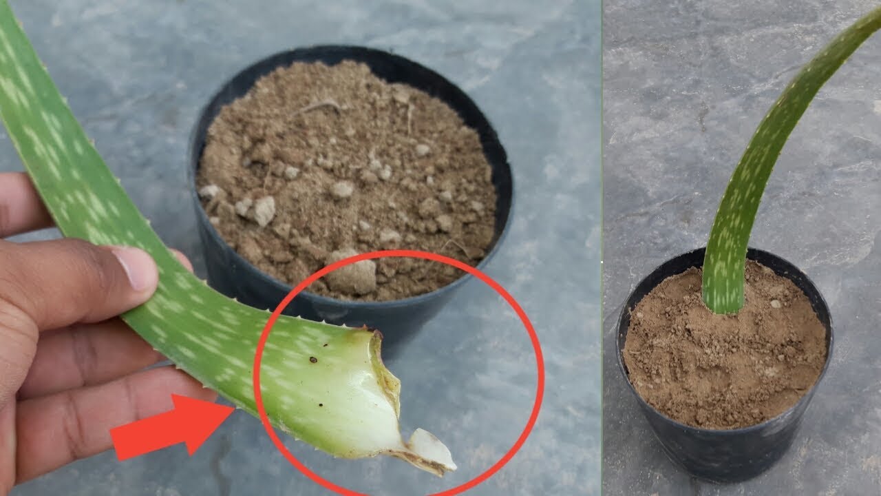 How to Grow Aloe Vera From Leaf | Grow Indoors