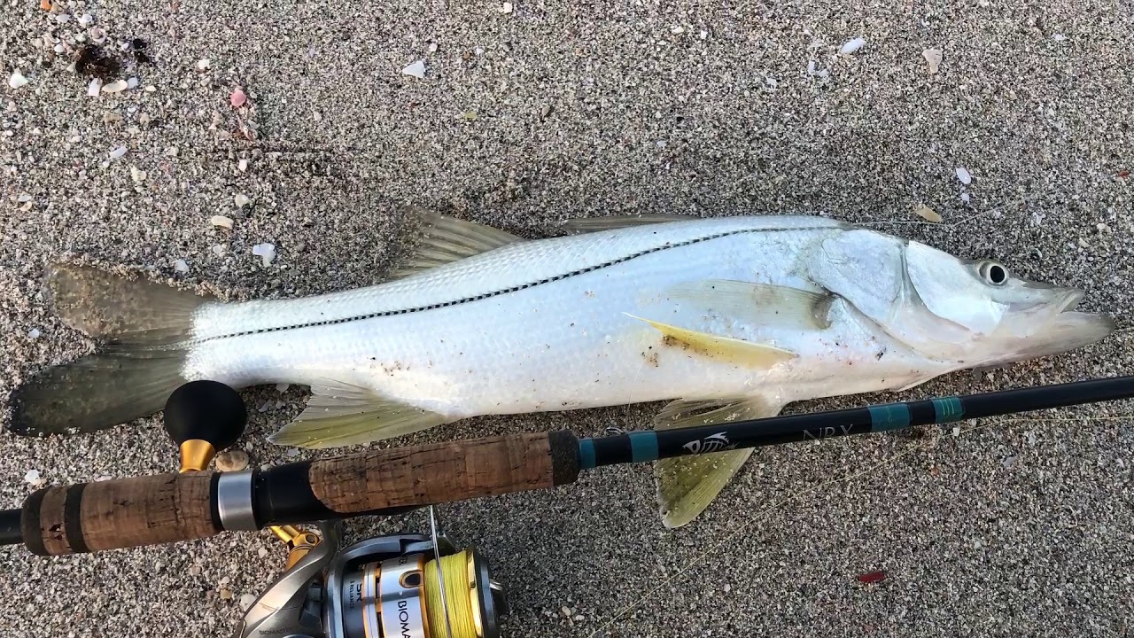 Barracuda and Snook vs G.Loomis NRX 803 C & R GoPro hero 5 fishing in Miami