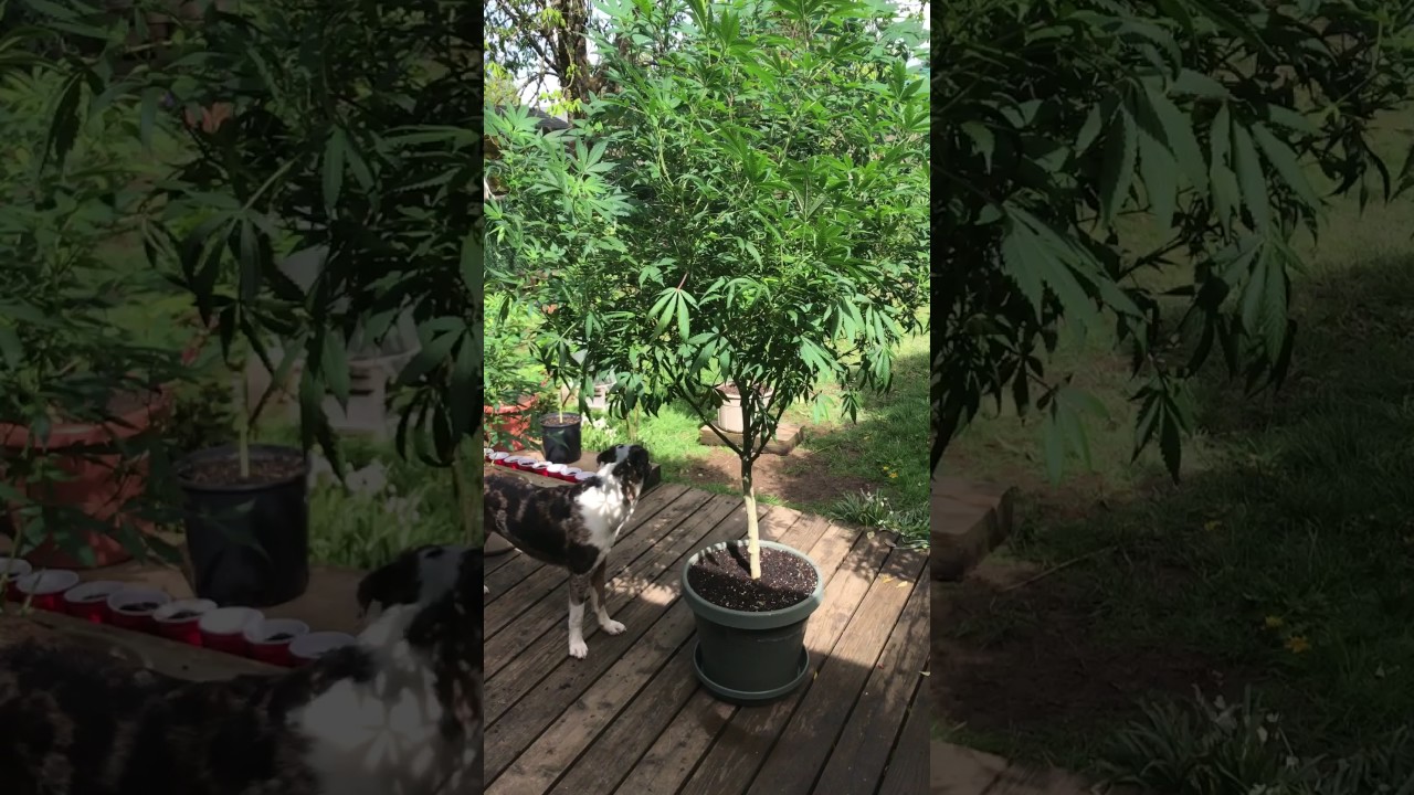 Start of Ommp 2017 outdoor grow