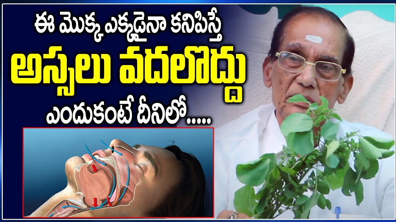 ఈ ఒక్క ఆకు ఈ 10 రోగాలు అన్నిటిని శాశ్వతంగా తగ్గిస్తుంది || kuppintaku health benefits in telugu