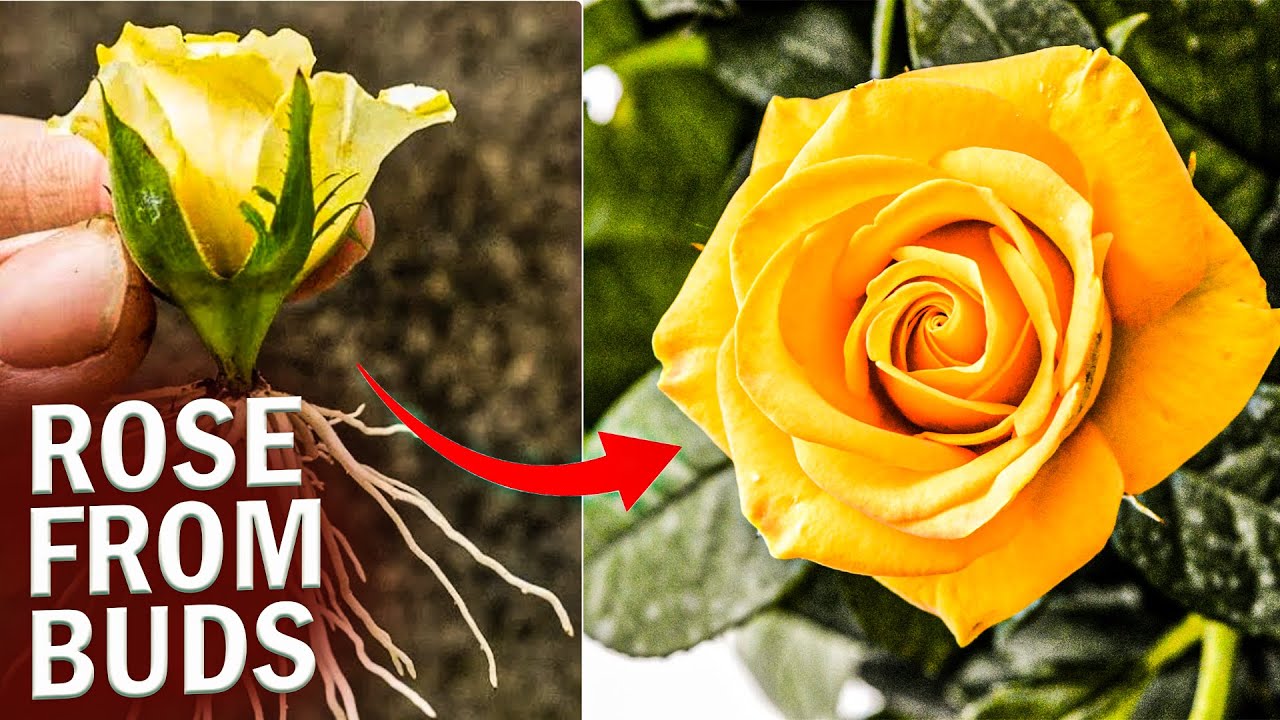 How to Grow Yellow Roses From Flower Buds - Rose Propagation Tips | Amazing Garden