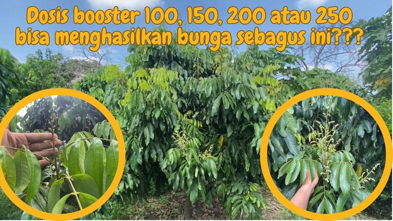 Penggunaan dosis booster kelengkeng yang tepat