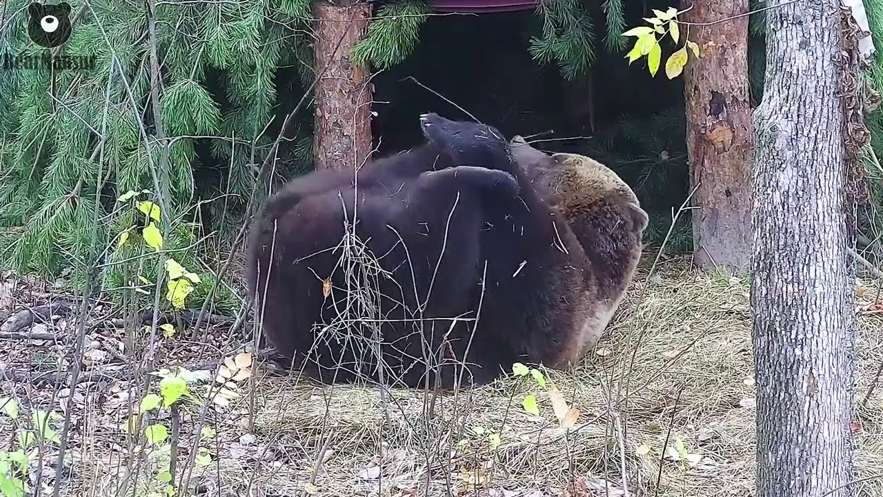 Кто может похвастаться такой же растяжкой? 😎🐻/Bear Mansur