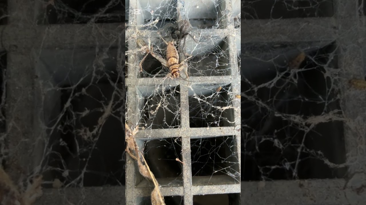 Spider vs cricket 