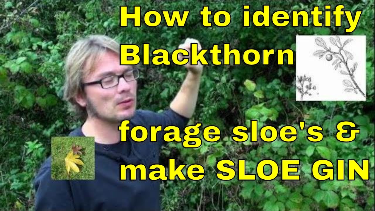 Tree id: How to forage sloe berries & make sloe gin (Blackthorn - Prunus spinosa)