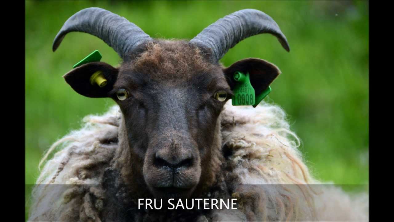 Sauene på sauen.no