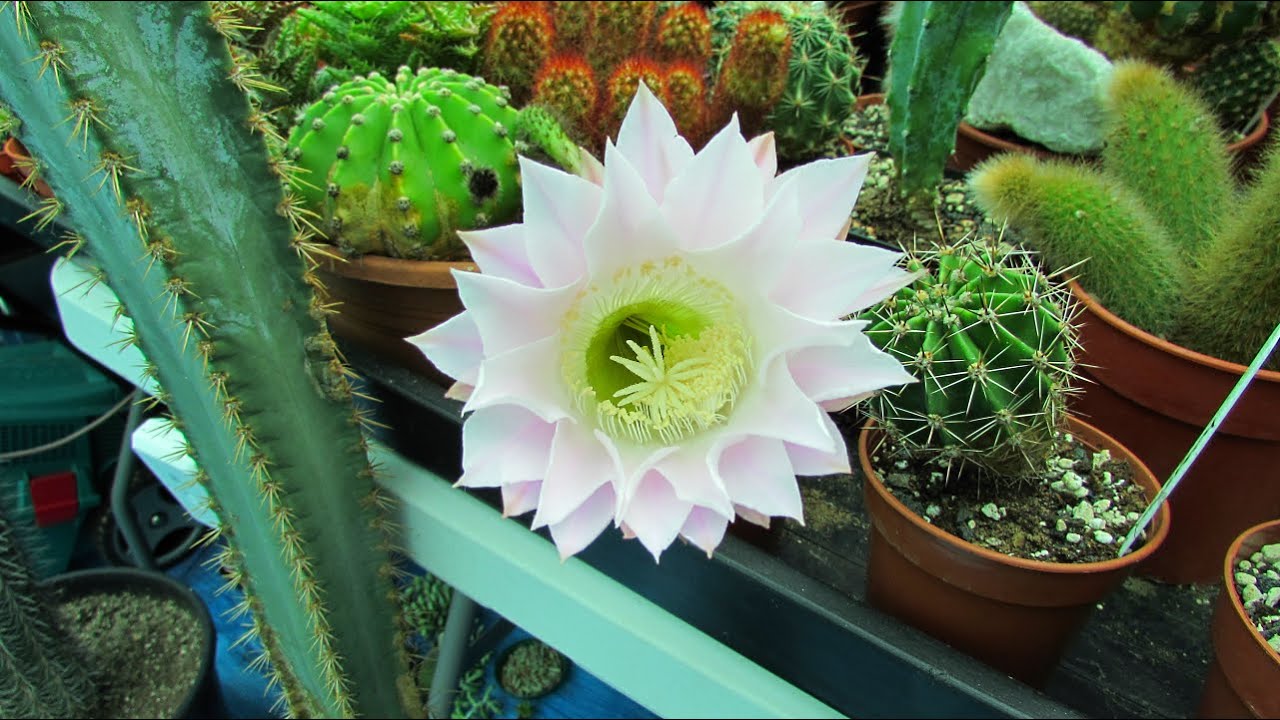 Echinopsis oxygona Easter Lily Cactus in beautiful Bloom.