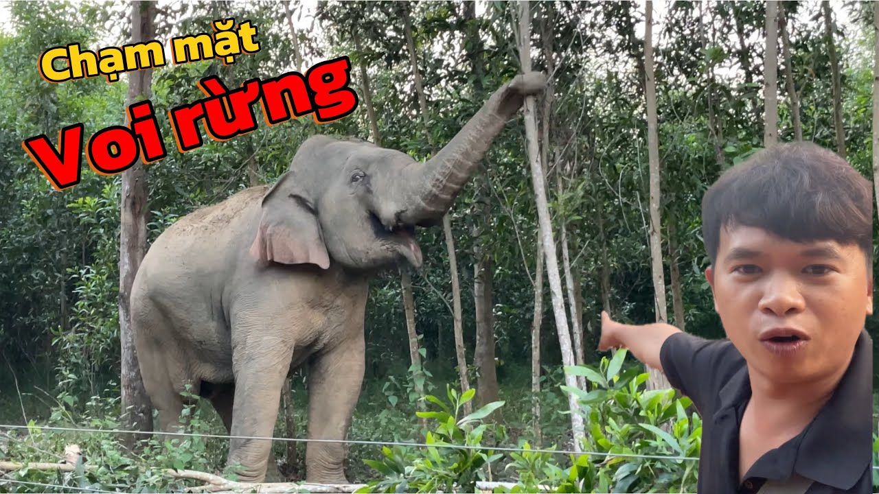 Chạm Mặt Voi Rừng Khổng Lồ / Truy Tìm Dấu Vết Voi Hoang Dã và Ngủ Trên Ngọn Cây Cao