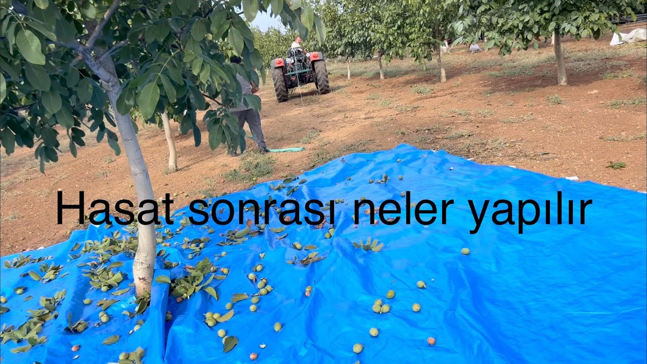 2 Kasım 2025 CEVİZ DE HASAT SONRASI 