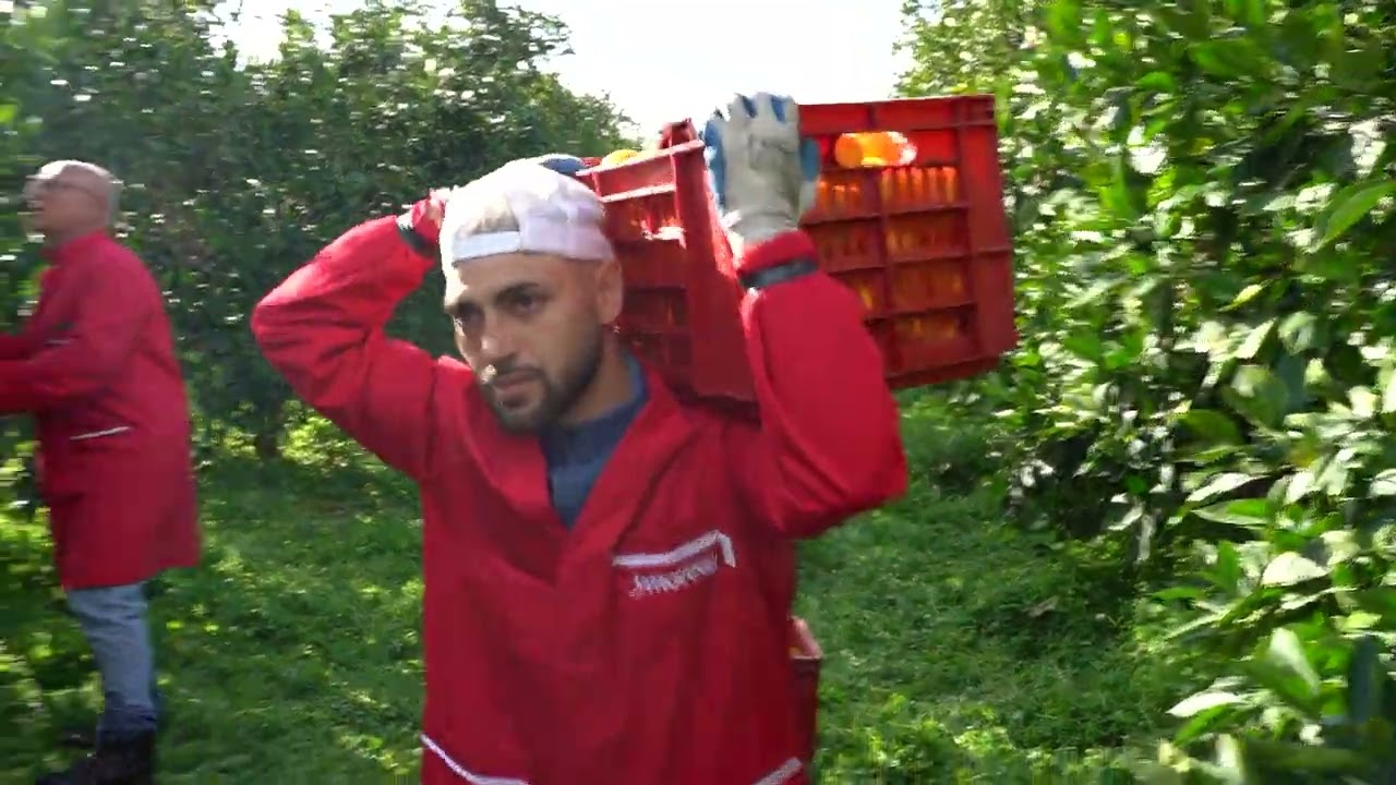 Arancia rossa, l'impegno dei produttori per garantire un prodotto di alta qualità.