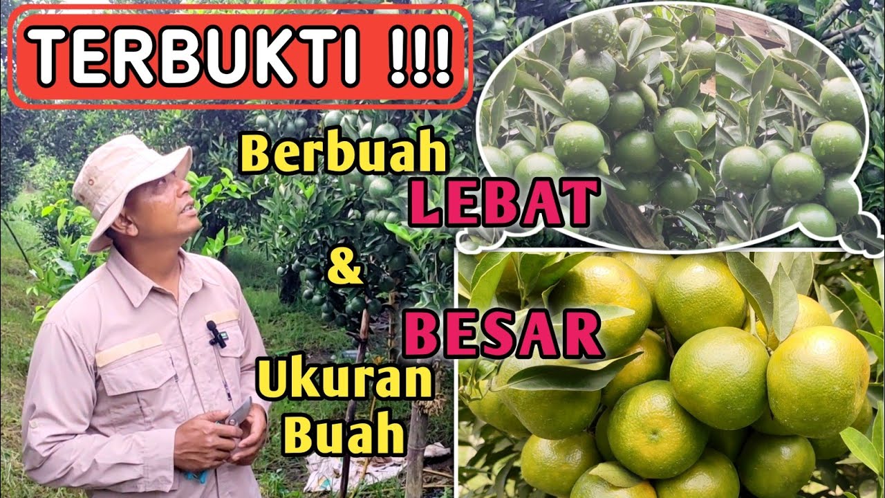 Cara Memperbesar Buah Jeruk dan Meningkatkan Kualitas Buah