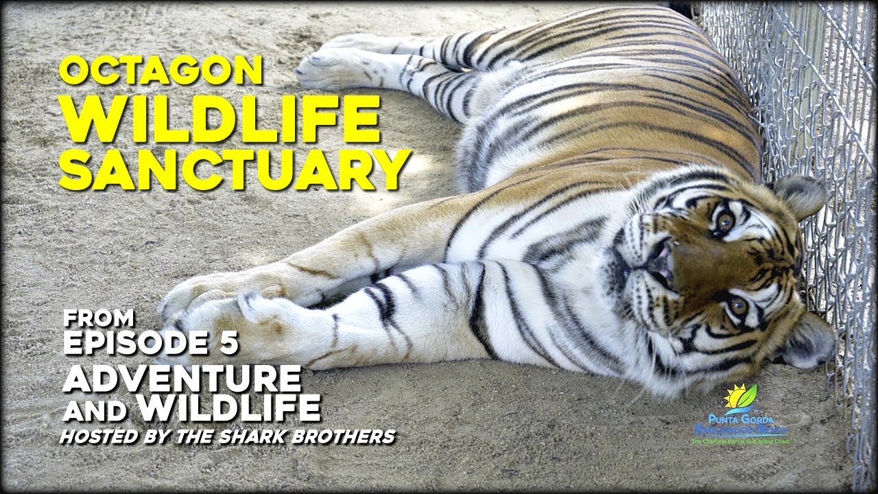 Adventure and Wildlife - Episode 5: Octagon Wildlife Sanctuary - Shark Brothers Multimedia