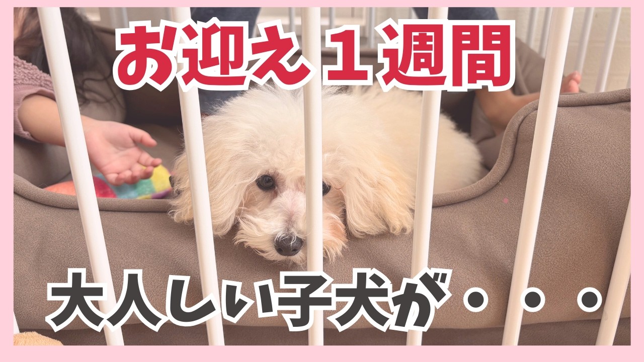 【子犬お迎え１週間】おとなしすぎて・・・/おすすめうちの子グッズ