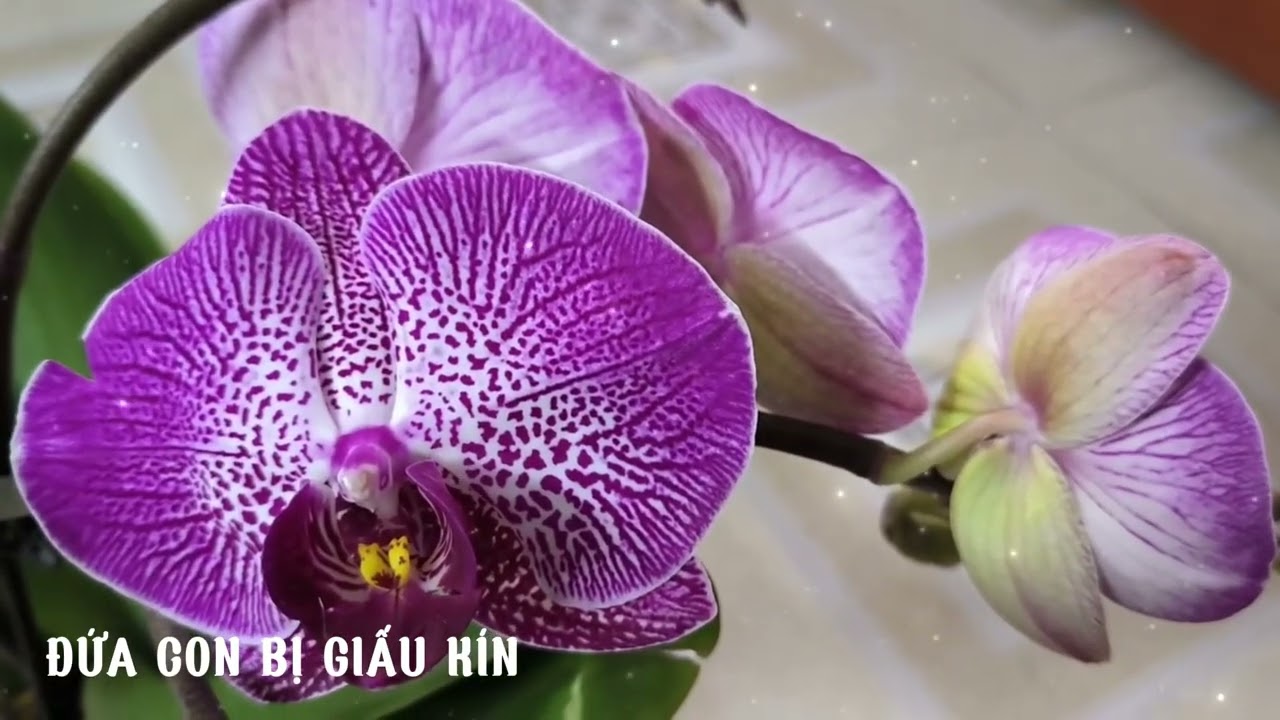 [Truyện Audio] ĐỨA CON BỊ GIẤU KÍN/ Đá Núi Audio