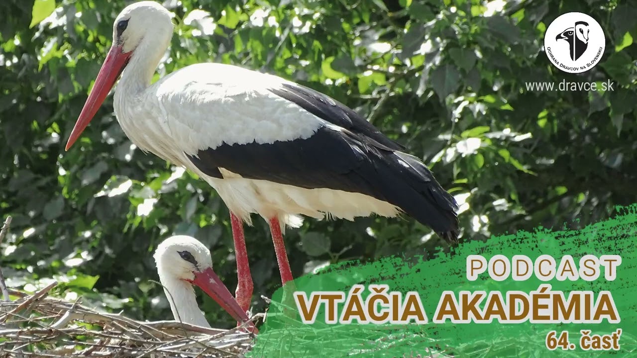 Vtáčia akadémia: Ako vyzerá prekládka hniezda na elektrickom stĺpe?