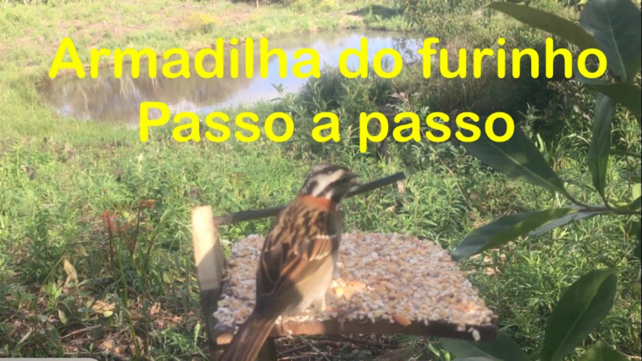 Armadilha do furinho passo a passo