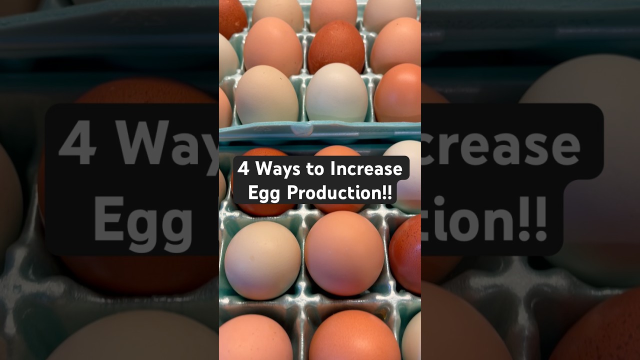 🐓🥚 4 Ways to INCREASE Egg Production! #chickens #eggs #homesteading #chickeneggs