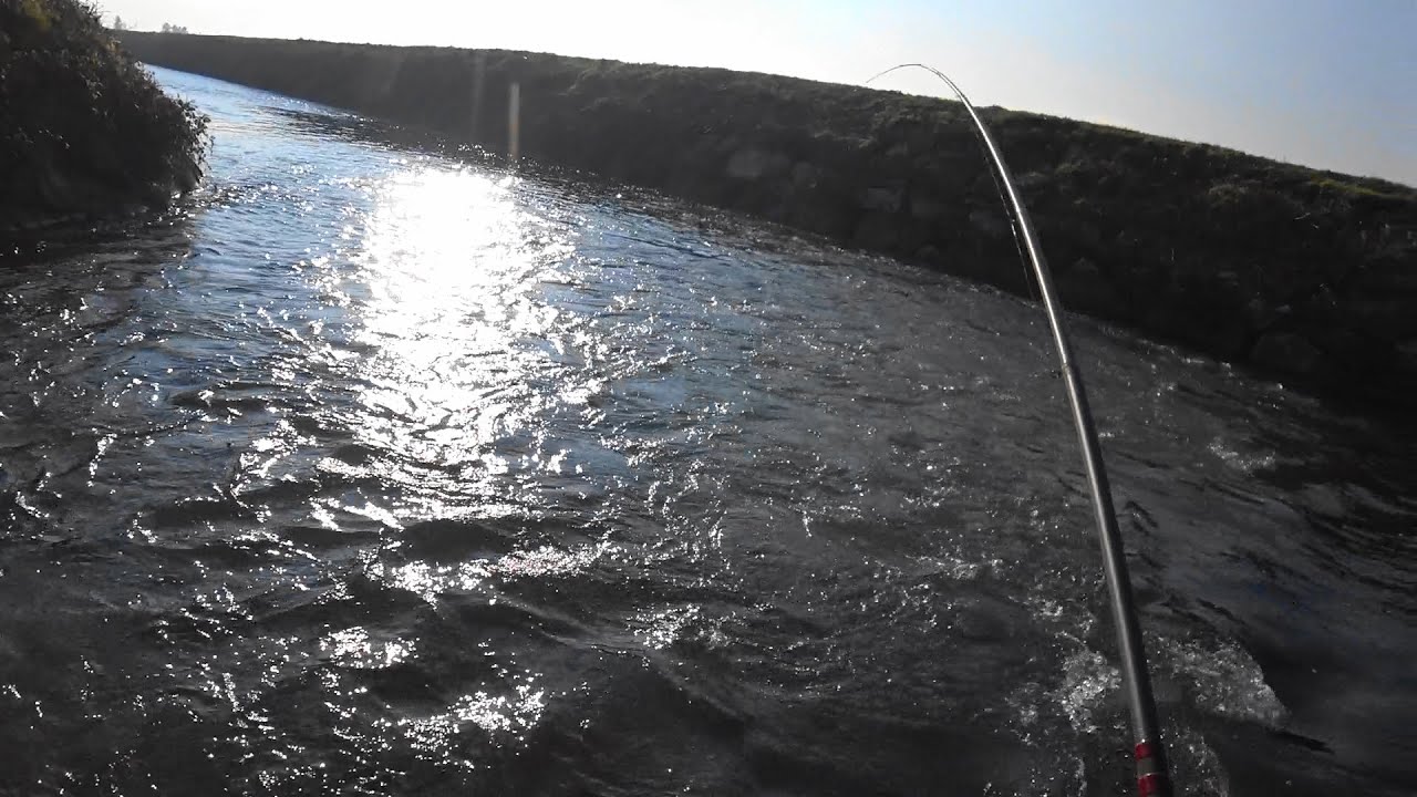 Il sogno di ogni pescatore